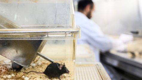 A photo shows a small, black mouse in a clear container. The container is sitting on a table in a lab setting. Blurred in the background, a scientist in a white coat works at another table.