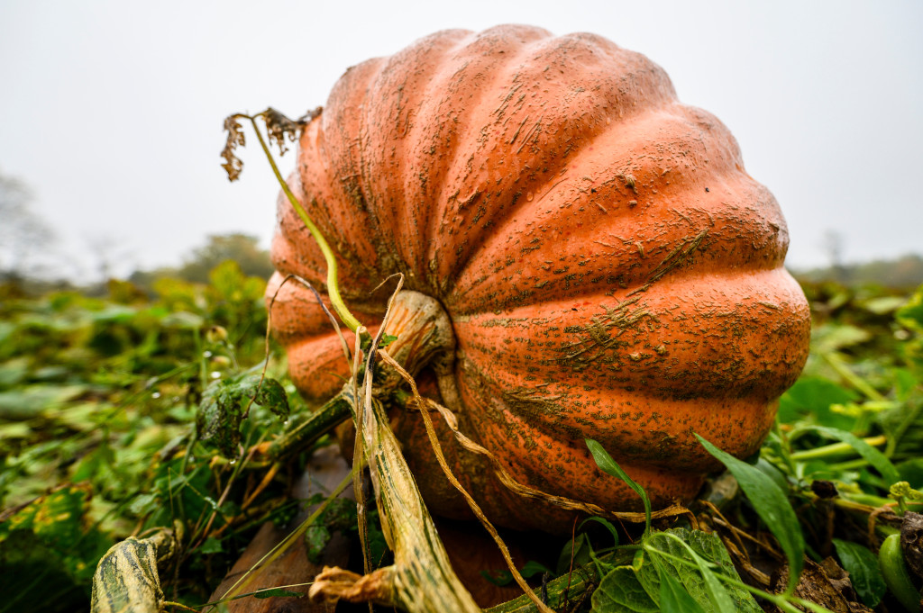 A large, orange pumpkin grows on the vine in a pumpkin patch.