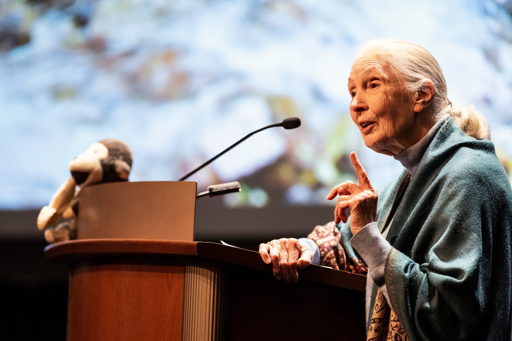 In a close-up photo, Jane Goodall speaks from a podium. The image on a large screen behind her is out of focus, as is a stuffed animal monkey sitting on the podium. Goodall is speaking and gesturing with one hand.