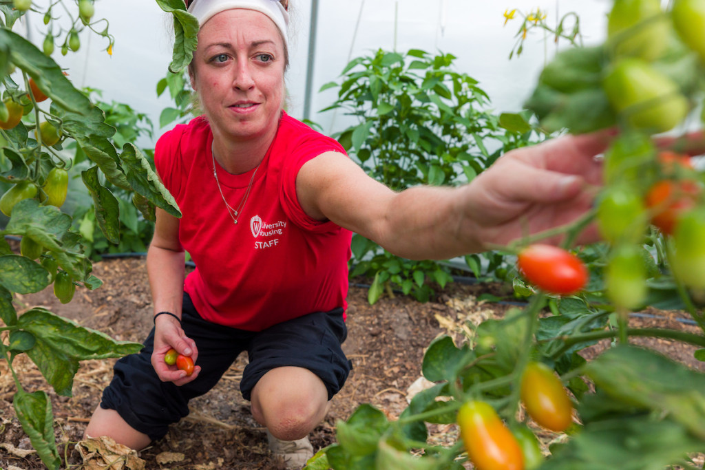 A woman crouches down and reaches for a tomato to harvest.