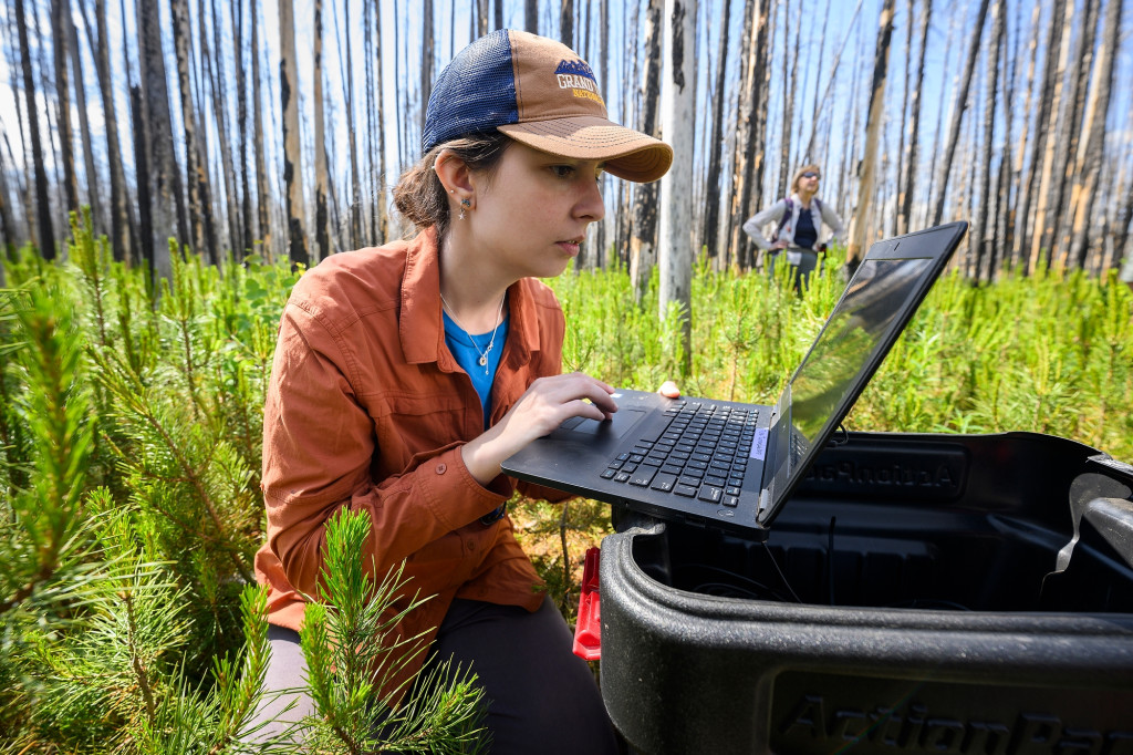 In a lodgepole pine forest in Yellowstone National Park, graduate student Arielle Link sits on the ground amidst young saplings that come up to her shoulders. She's looking at a laptop that she's resting on the lip of a black plastic tote. Behind her and a little farther off, Monica Turner stands amid older, burned trees as she takes in the landscape.