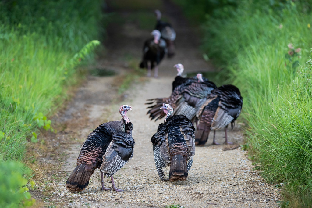 A flock of seven wild turkeys walk down the center of a wide path in in a green prairie.