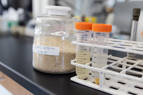Сорго и два образца, содержащие микробы и каротиноиды, лежат на лабораторном столе в лаборатории Тима Донохью.