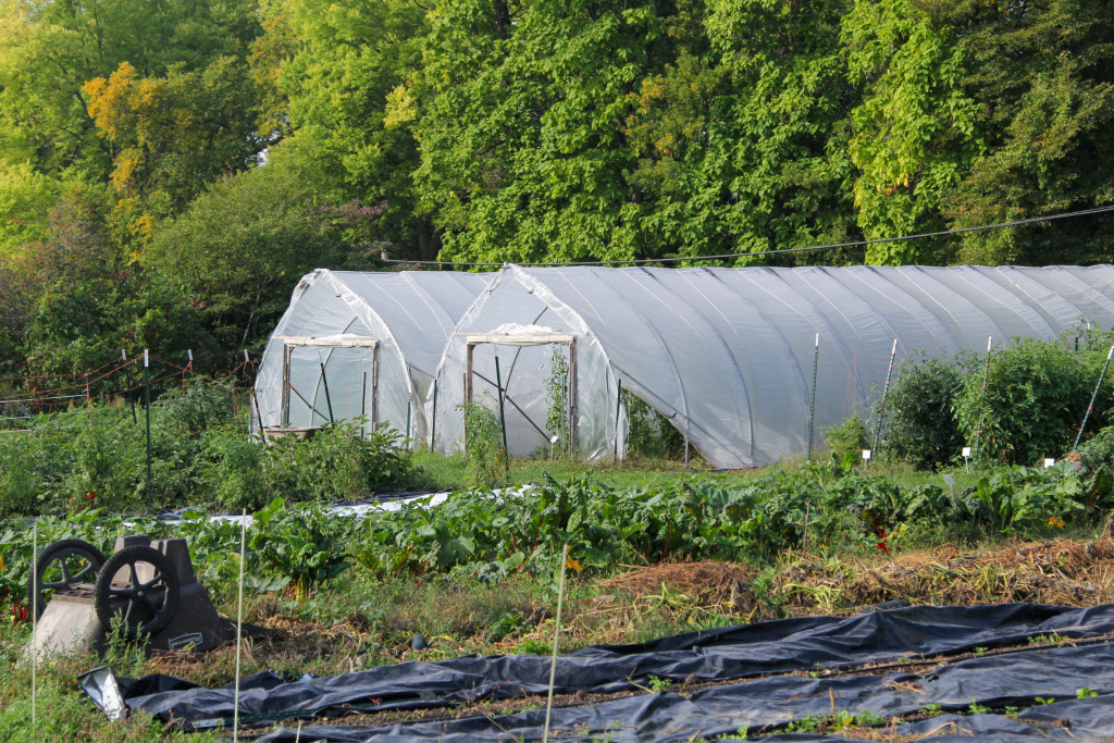 Two temporary greenhouses covered in translucent plastic tarp sit at the tree line behind rows of green crops.