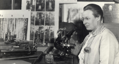 In a black and white photo, a woman stands at a microscope in a room whose walls are filled with photos of trees.