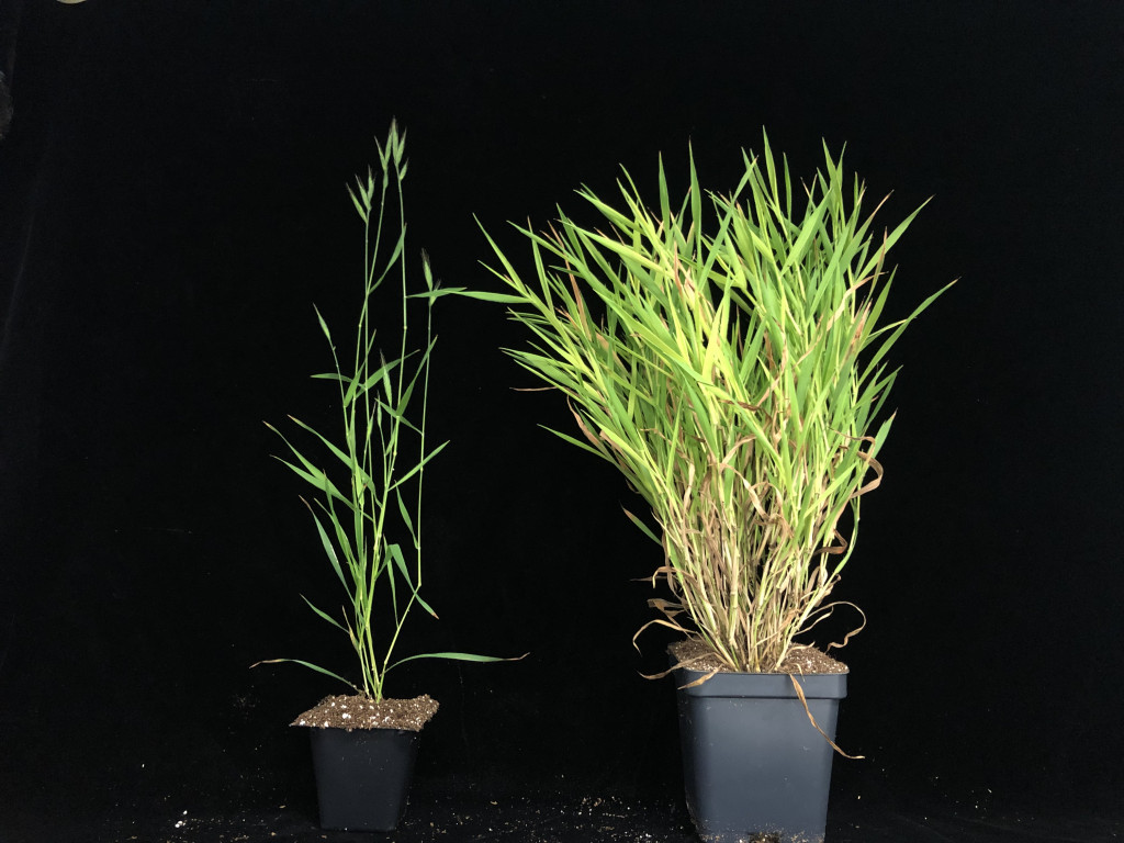 In a photograph, two grassy plants sit in black plastic potting containers against a black backdrop. The plant on the right is much bushier than the one on the left.