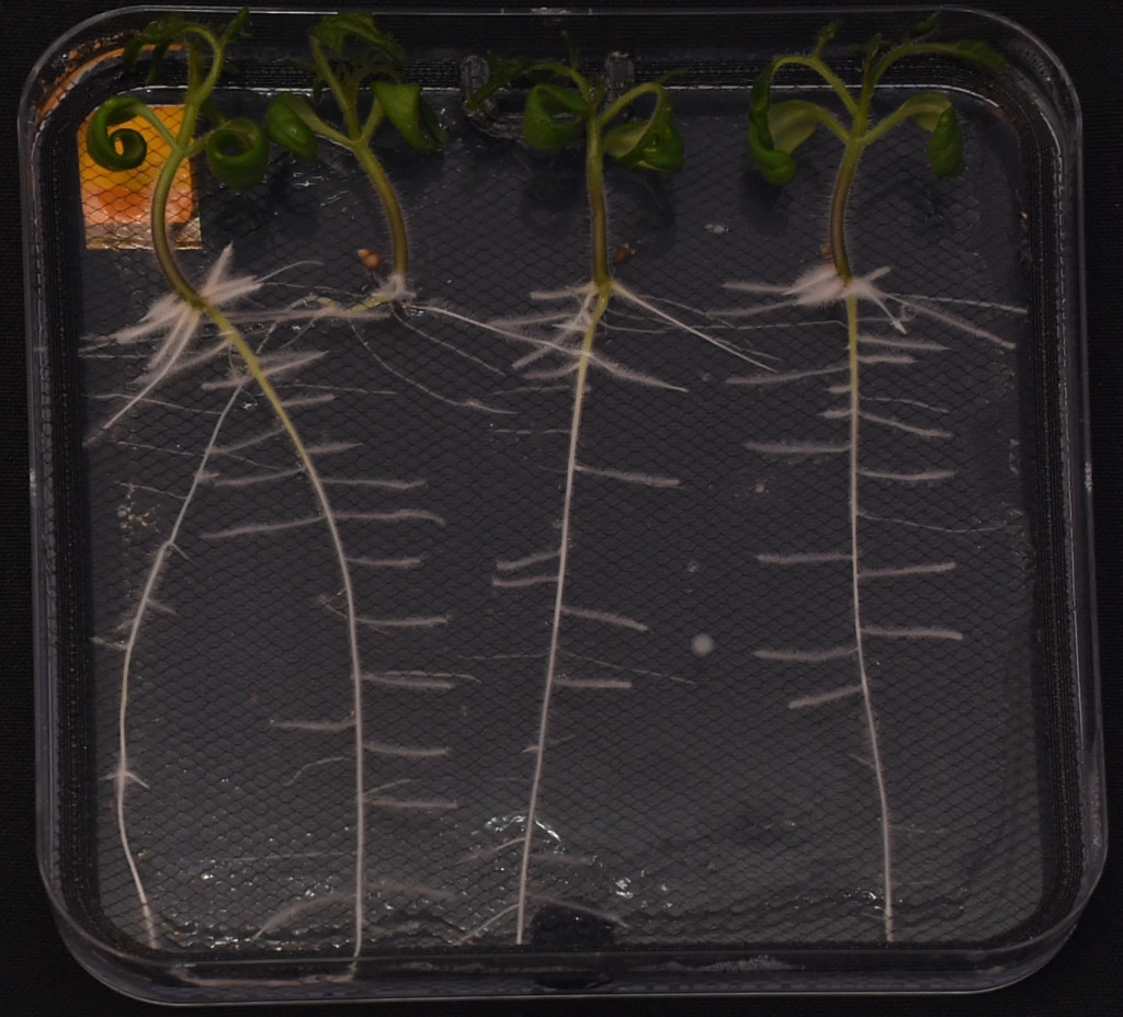 Tomato seedlings seen in a clear dish.