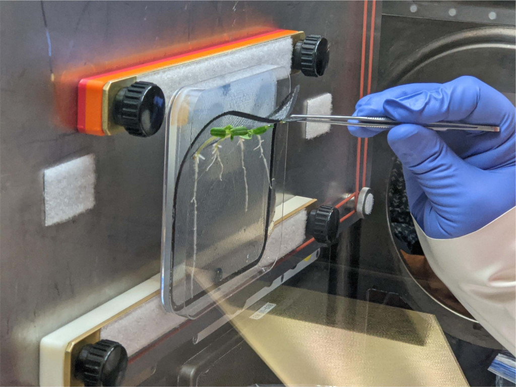 Photo of a small tomato plant growing on a mesh screen inside a sterile laboratory hood. To the right, a hand wearing a blue glove uses tweezers to pull the plant from the mesh.