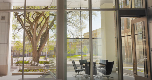 Looking out through floor-to-ceiling windows, Elmer the elm tree stands in the courtyard outside the building. Inside to to the right is a glass-walled meeting room.