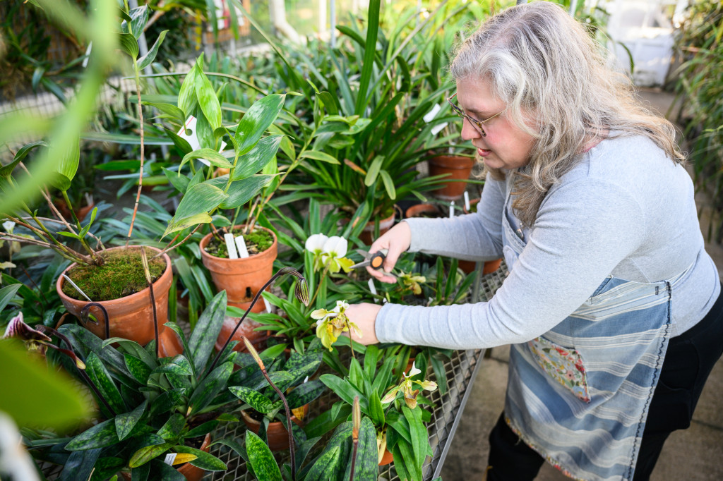 A woman snips away at a green plant in a greenhouse.