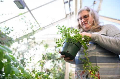 A woman lifts some potted plants and looks at them.