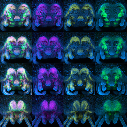 A four by four grid of colorful, high resolution miscroscopy images of daddy longlegs heads.