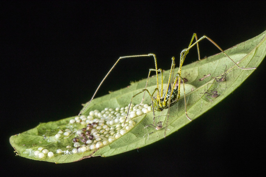 A green and black daddy longlegs perches on a leaf, surrounded by eggs and newly hatched daddy longlegs.