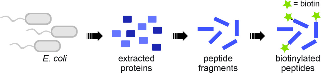 An illustration shows E. coli bacteria, extracted proteins, peptide fragments and biotinylated peptides.