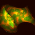 Spirals of green, yellow and orange depict various proteins moving in waves in a cell on a black background.
