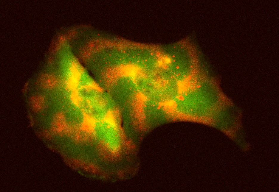 Spirals of green, yellow and orange depict various proteins moving in waves in a cell on a black background.