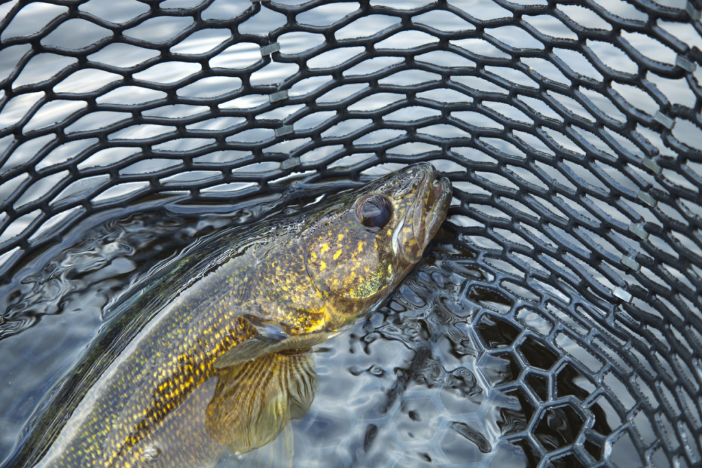 A live walleye partially submerged in water and held in a silicone fishing net.