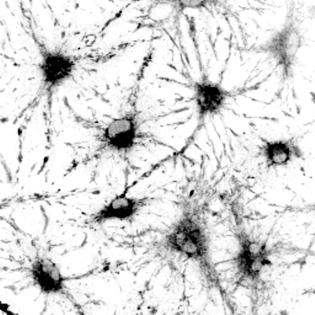 New tool provides researchers with improved understanding of stem cell  aging in the brain