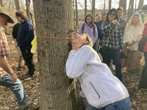 Students gather around a tree with a tap in it.