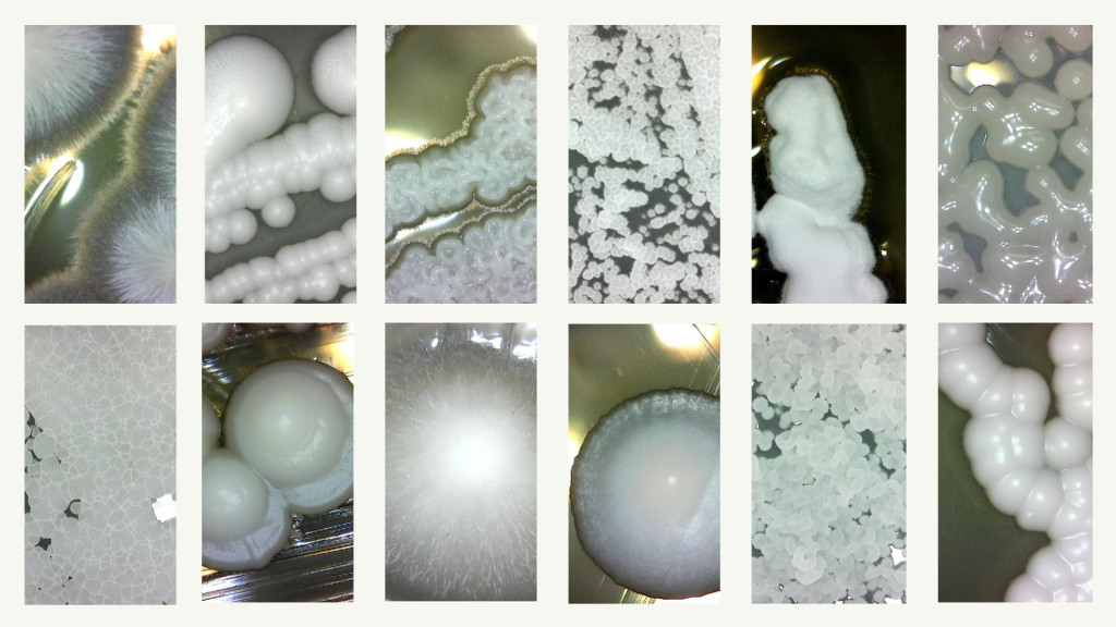A series of photos of yeast, close-up.