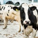 A black and white Holstein cow looks to the camera.