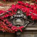 Ivy covers a stone carving on a building.