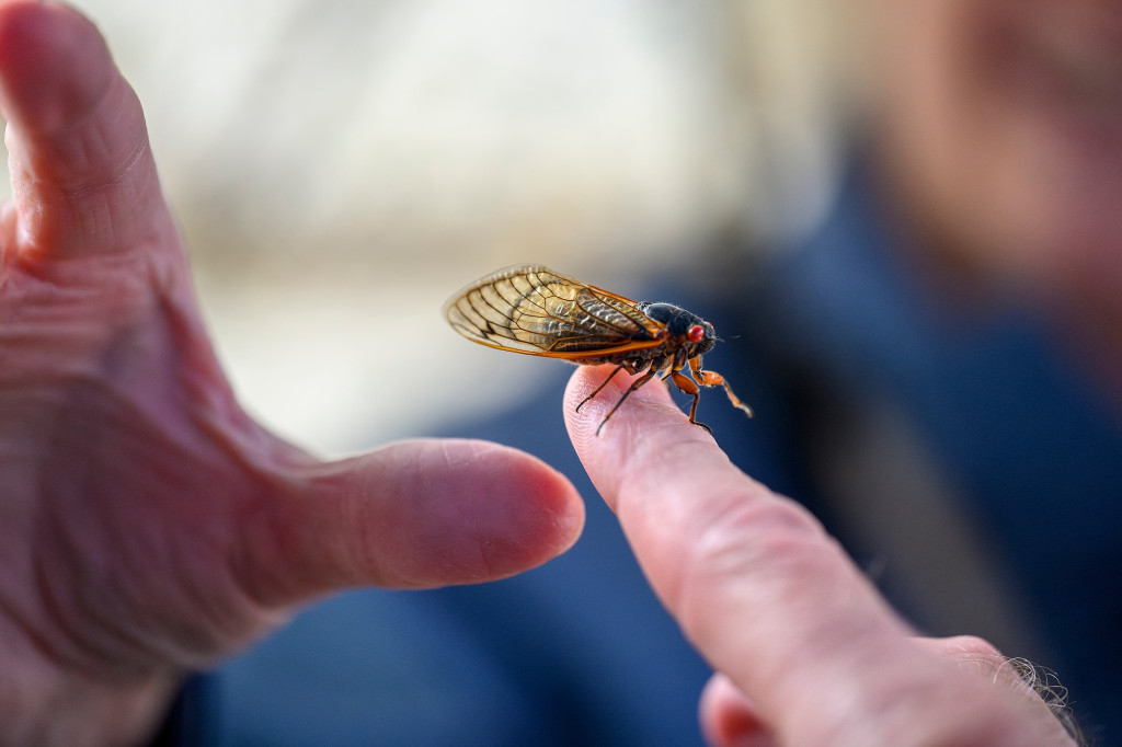 Close up photo of a live periodical cicada with a black body, amber wings and red eyes. It's sitting on a person's fingertip.