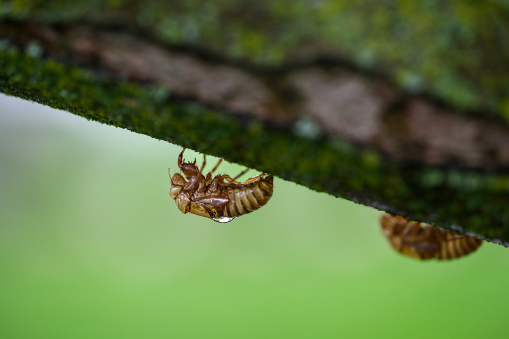 In a close-up photo, empty, brown cicada casings hang from a mossy green tree branch.