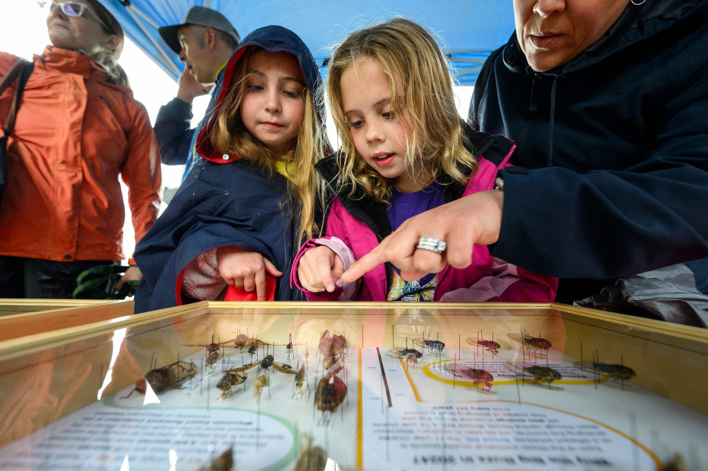 Two children and an adult gather around a glass display case and point to the pinned cicadas inside.