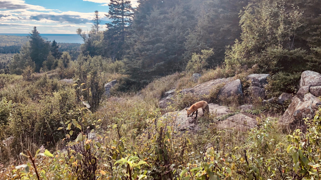 A fox stands on a rock in a wilderness setting.