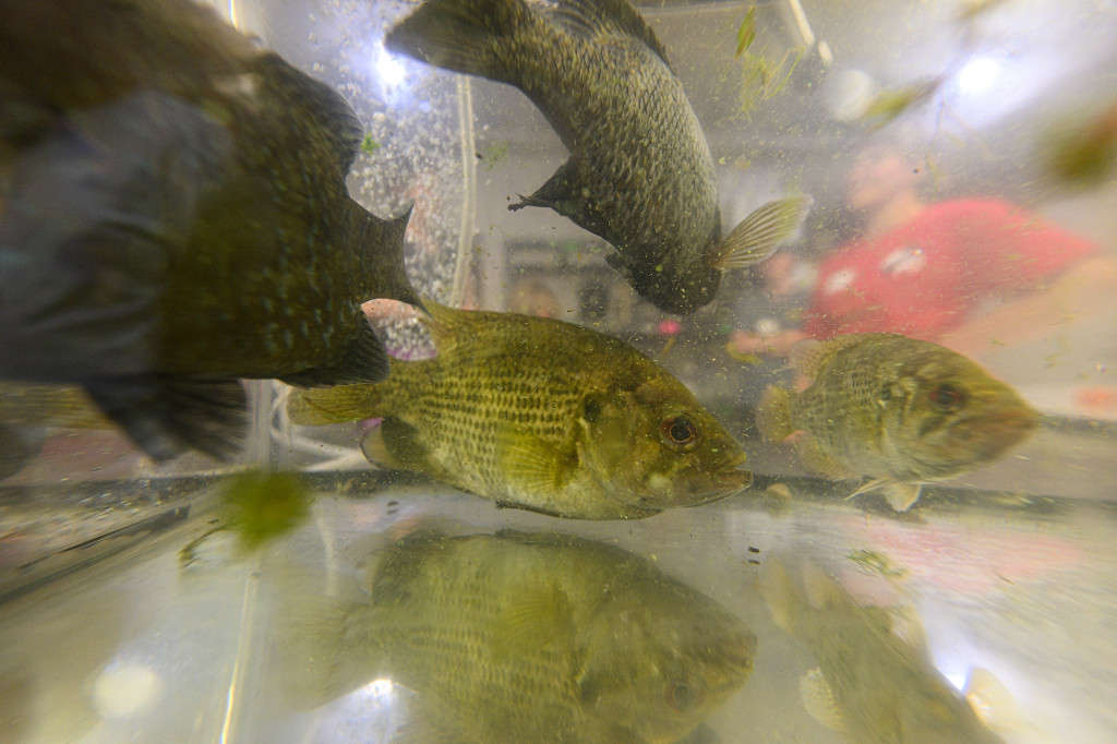 Some fish in an aquarium.