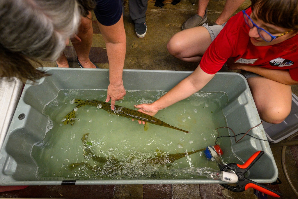People reach into a large gray bin to to touch a young long-nosed gar fish as it swims through the water.