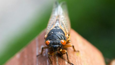 cicada-pexels-michael-kropiewnicki-1200×630-1
