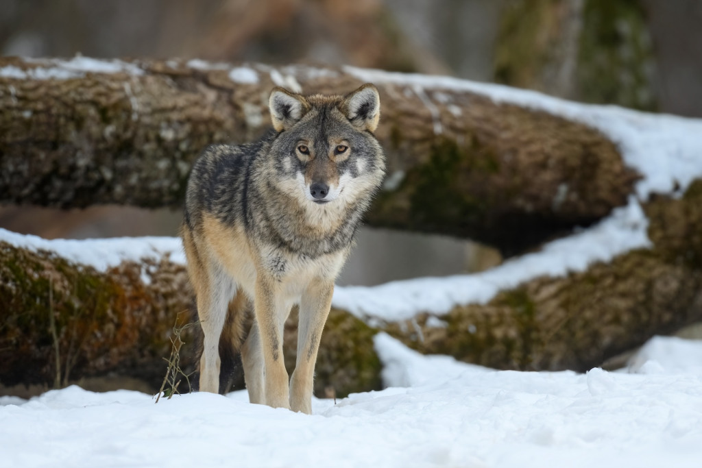 Wolves reintroduced to Isle Royale temporarily affect other carnivores