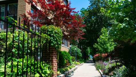 A beautiful summer sidewalk scene with trees and plants and residential buildings in Rogers Park Chicago