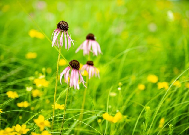 Four purple coneflowers are shown, along with some yellow flowers.