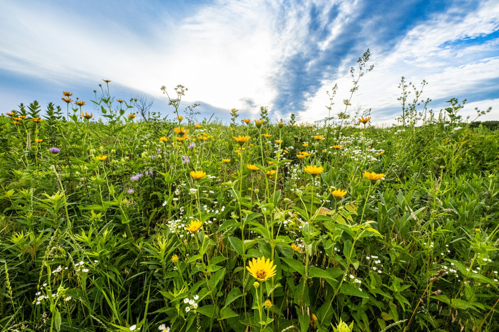 A field of wildflowers under a blue sky is pictured.