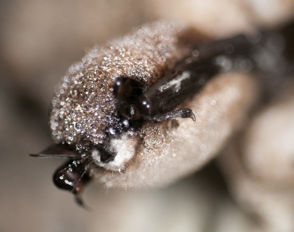 Close-up photo of a bat's face that show a white fungus surrounding its nose. The perspective looks up at the bat, which is hanging down toward the camera.