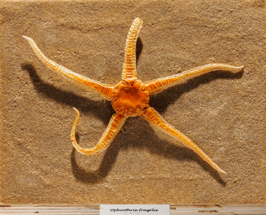 An orange model of what looks like a sea star.