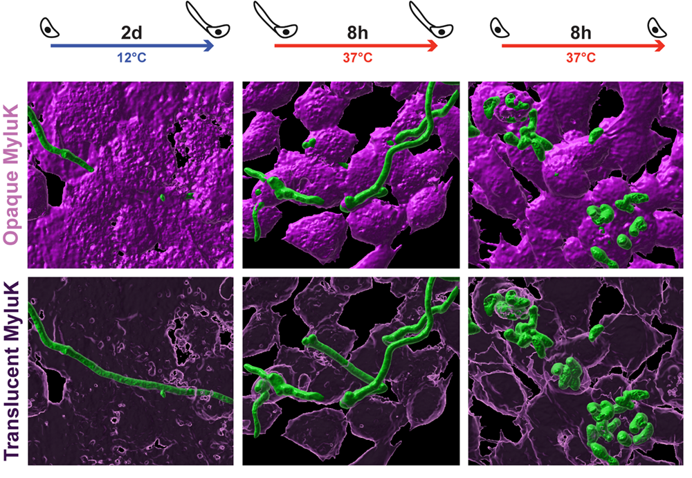 This image displays a comparative study of microbial growth under two views labeled as Opaque MyluK and Translucent MyluK. It contains six microscopy images arranged in two rows and three columns, capturing the progression at 2 days at 12°C and 8 hours at 37°C. The microbial structures are shown in green against a purple background.