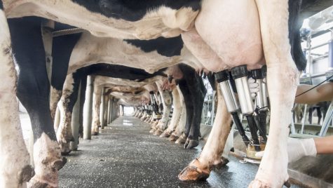 A photo shot from the ground looking down a row of dairy cows. In the foreground, hands reach up to attach an automatic milking machine to the cow's udders.