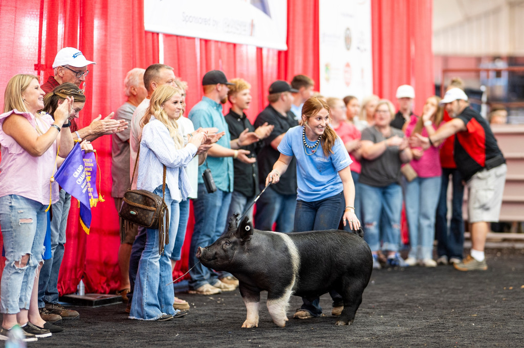 A woman guides a show pig around an arena while onlookers clap. 