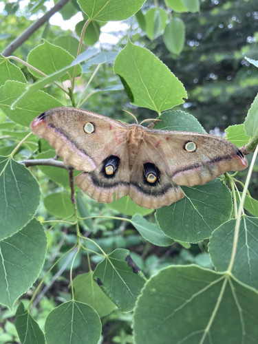 It depicts a moth flapping its wings.