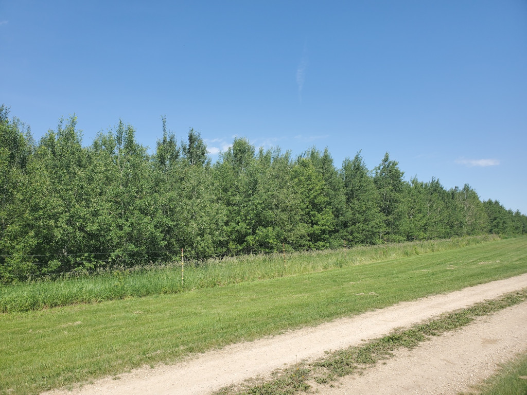 A picture of a row of green, leafy trees.