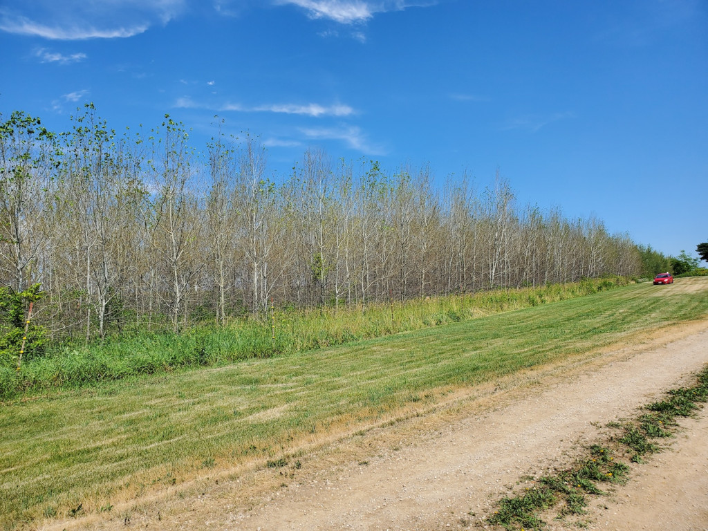 A row of trees without leaves.