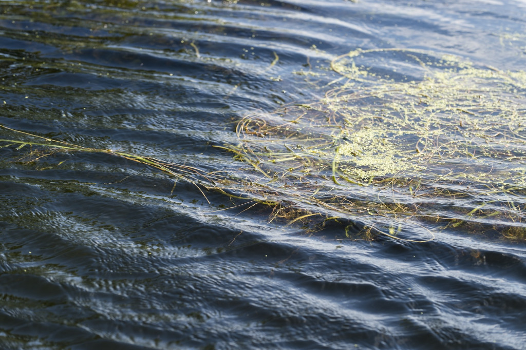 A lake's surface is shown, with algae floating and ripples on the water.