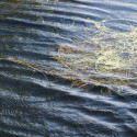 A lake's surface is shown, with algae floating and ripples on the water.