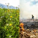 A photo illustration that combines an image of a lush green prairie blooming with yellow, white and purple flowers on the left with a photo of a burn crew member walking through a charred field with smoke rising in the background and a small flame in the foreground.