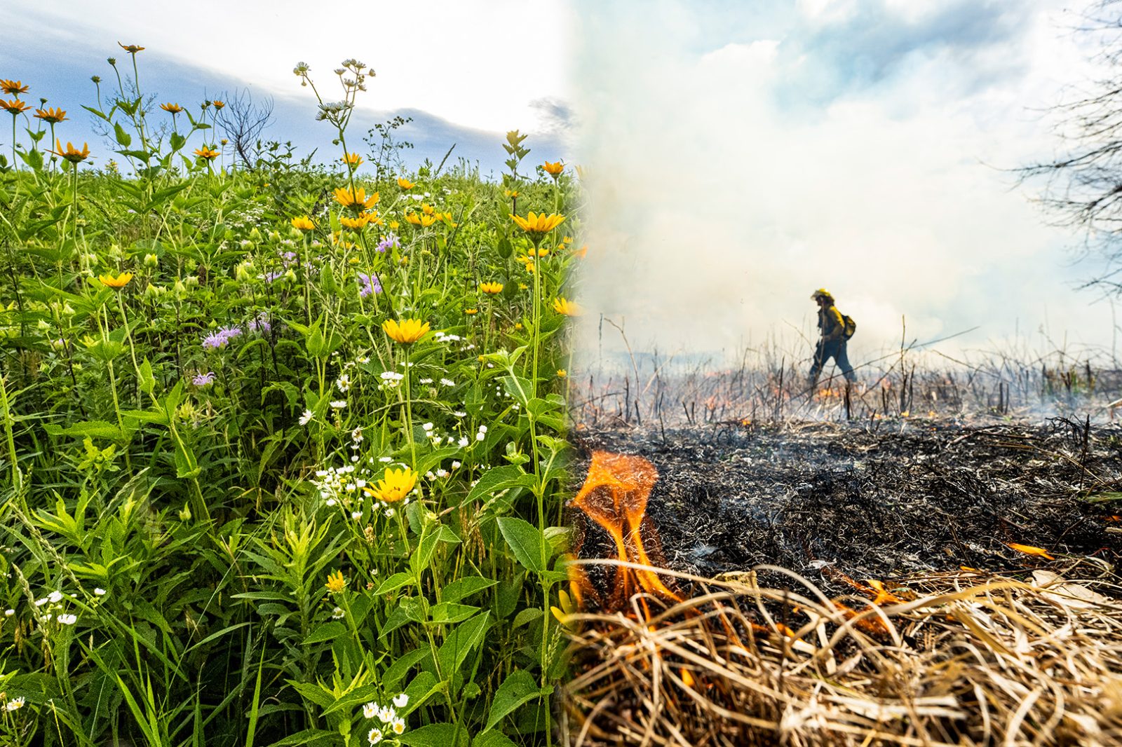 A photo illustration that combines an image of a lush green prairie blooming with yellow, white and purple flowers on the left with a photo of a burn crew member walking through a charred field with smoke rising in the background and a small flame in the foreground.