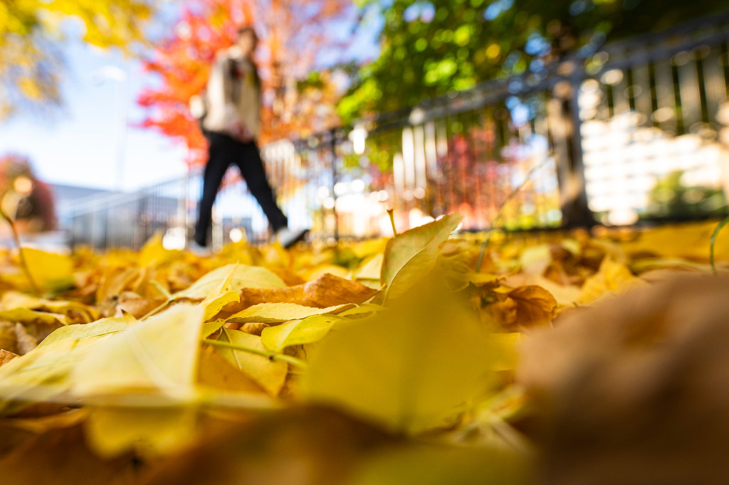 A person walks through leaves with a building in the background.